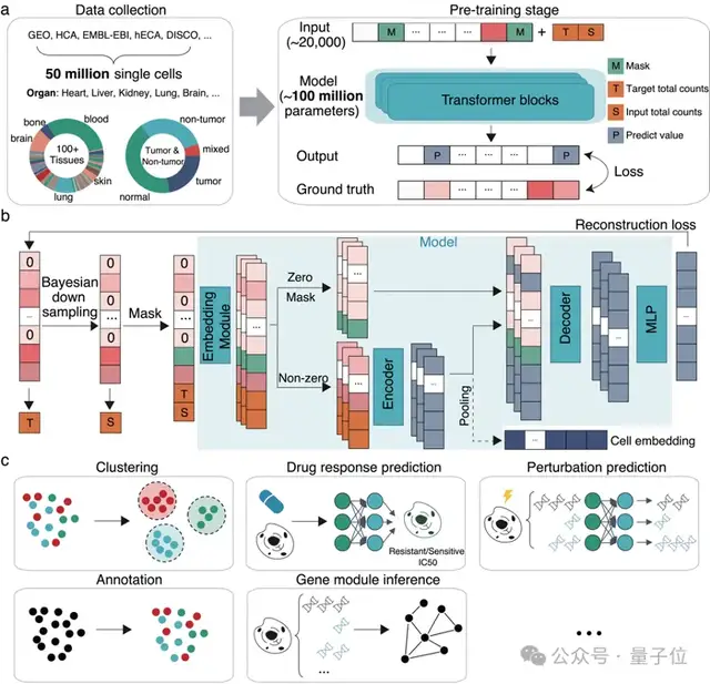 清华系细胞大模型登Nature子刊！能对人类2万基因同时建模，代码已开源