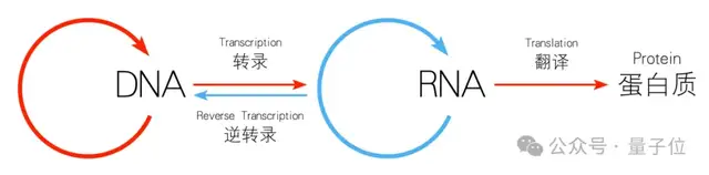 AlphaFold 3不开源，统一生物语言大模型阿里云先开了！