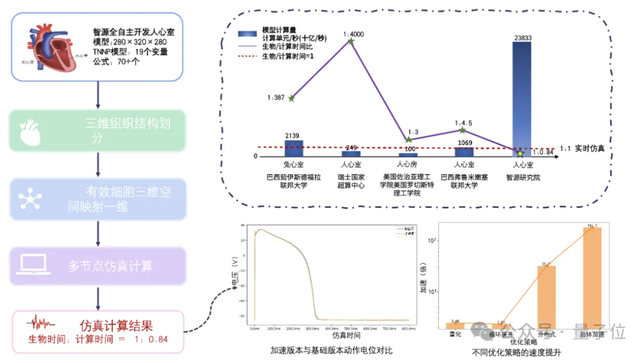 智源发布心脏模型！超实时仿真人体生理功能，速度提升180倍