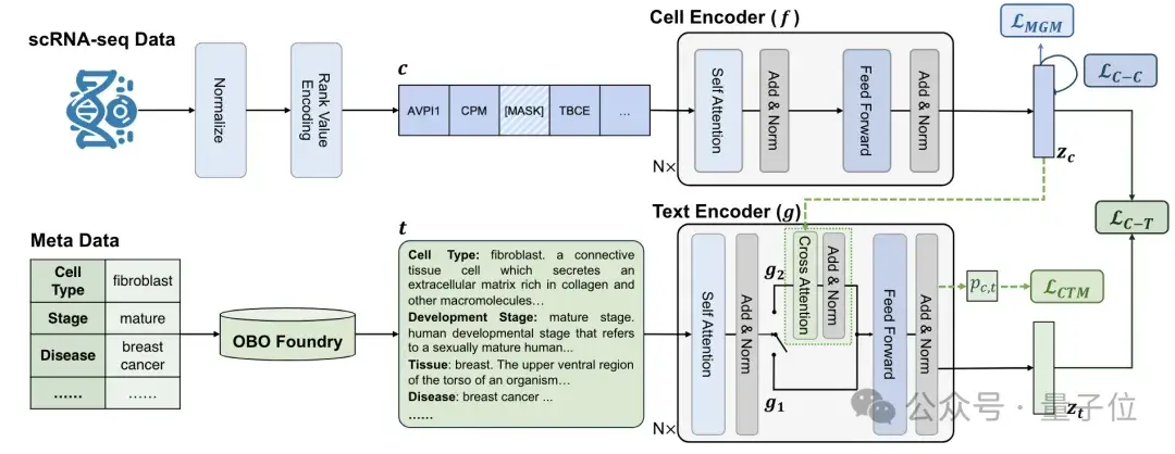 识别细胞也能用大模型了！清华系团队出品，已入选ICML 2024 | 开源